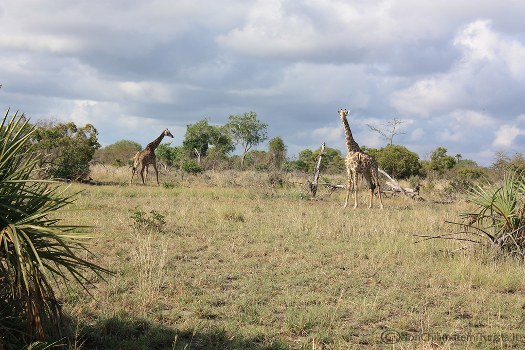 giraffe Tanzania